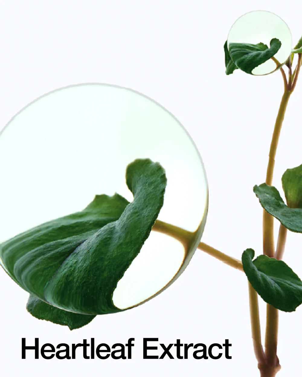 ANUA hartleaf LHA moisture peeling gel جل تقشير البشرة من انوا